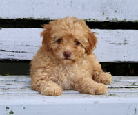  Mini Poodle