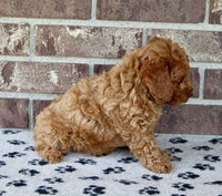 Mini Poodle