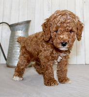 Mini Poodle