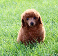 Mini Poodle
