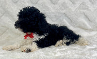 Mini Poodle