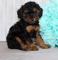 Mini Poodle