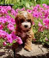 Mini Poodle