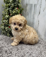 Mini Poodle 