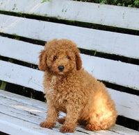 Mini Poodle
