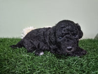 Mini Poodle