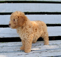 Mini Poodle