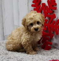 Mini Poodle