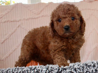 Mini Poodle