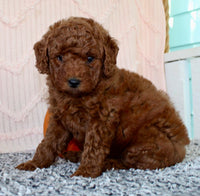 Mini Poodle