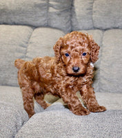 Mini Poodle