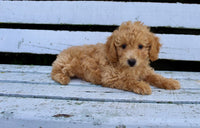 Mini Poodle