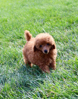 Mini Poodle