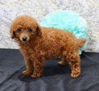 Mini Poodle