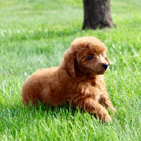 Mini Poodle