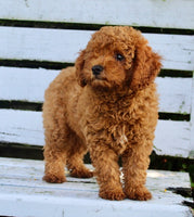 Mini Poodle