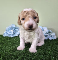 Mini Poodle