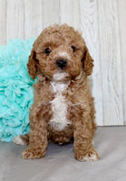  Mini Poodle 