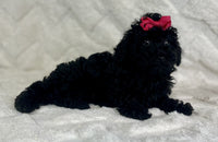 Mini Poodle