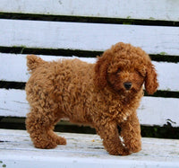 Mini Poodle