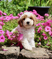 Mini Poodle