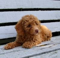 Mini Poodle