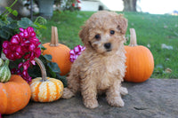 Mini Poodle