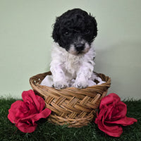 Mini Poodle