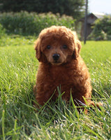 Mini Poodle