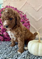 Mini Poodle