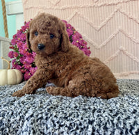 Mini Poodle