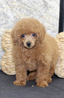 Mini Poodle