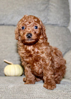 Mini Poodle