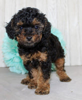 Mini Poodle
