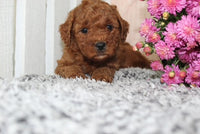 Mini Poodle