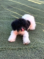 Mini Poodle
