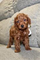 Mini Poodle