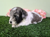 Mini Poodle