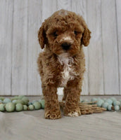  Mini Poodle 
