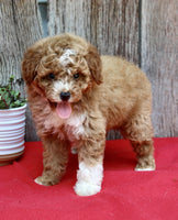 Mini Poodle