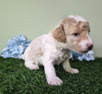 Mini Poodle