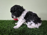 Mini Poodle
