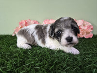 Mini Poodle
