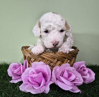 Mini Poodle