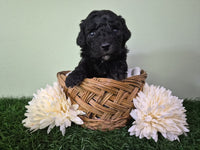 Mini Poodle