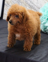Mini Poodle