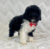 Mini Poodle