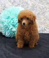Mini Poodle