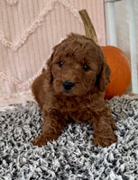 Mini Poodle