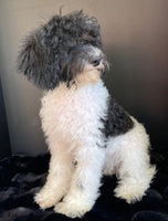 Mini Poodle